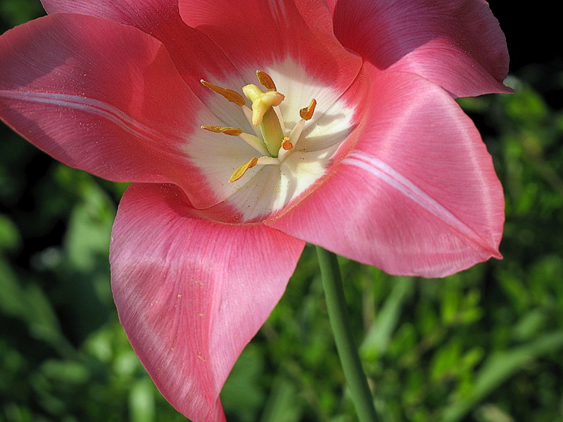 Blume IMG_1862 Kopie.jpg   26.04.jpg -                                